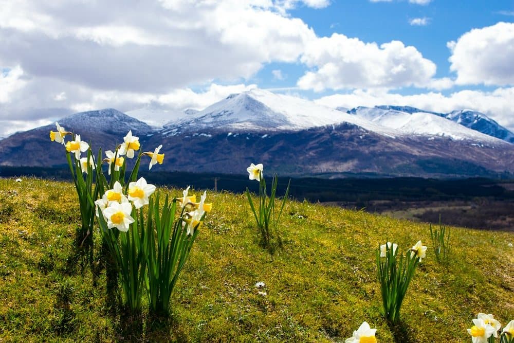 Daffodils and Snow Tops
