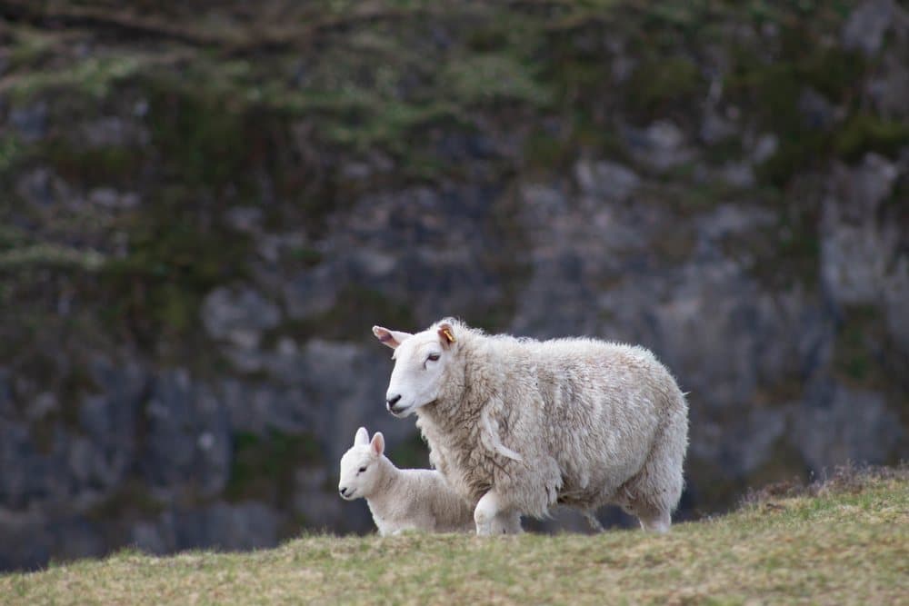 Spring Lamb