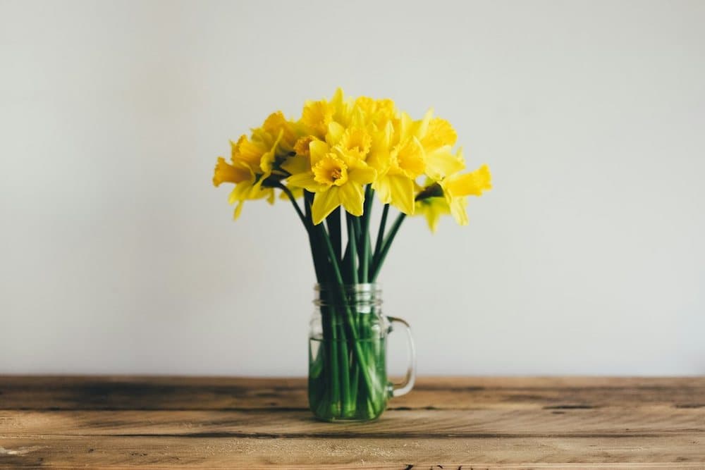 Daffodils for Mum