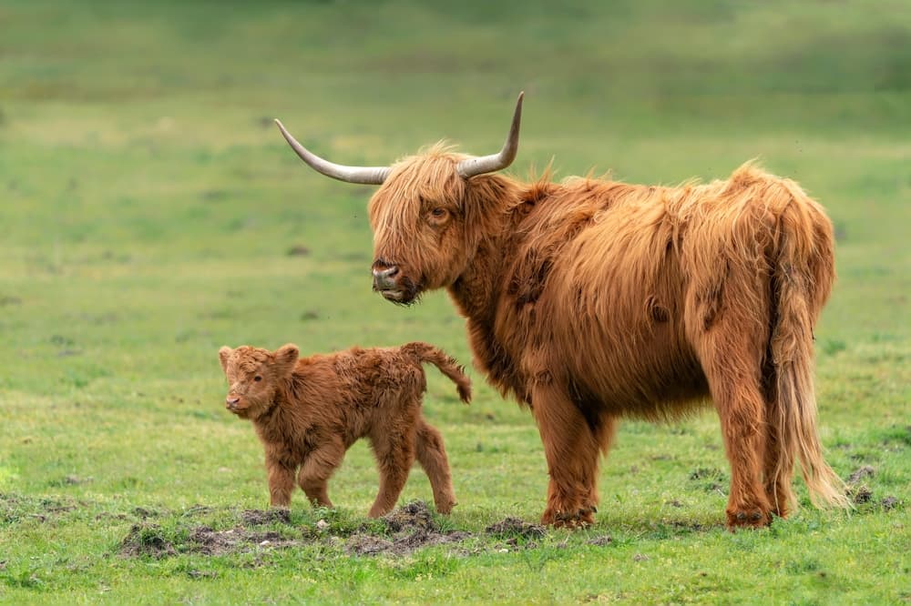 Fàilte to the World